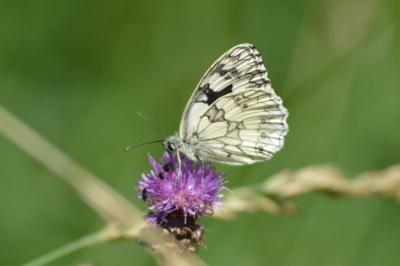 <i>Melanargia galathea</i>