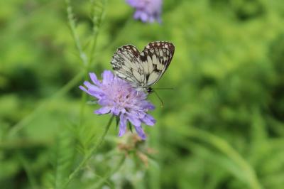 <i>Melanargia galathea</i>