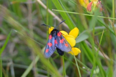 <i>Zygaena trifolii</i>