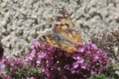 <i>Vanessa cardui</i>
