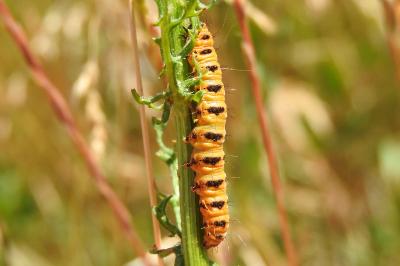 <i>Tyria jacobaeae</i>