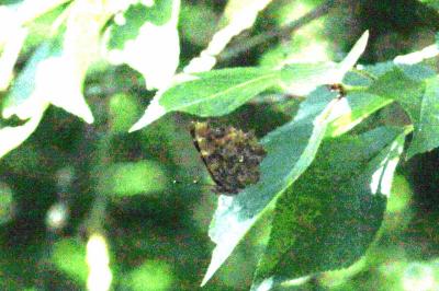 <i>Polygonia c-album</i>