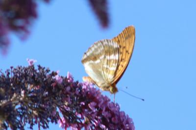 <i>Argynnis paphia</i>