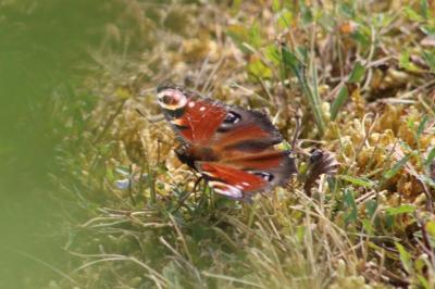 <i>Aglais io</i>