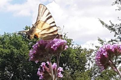 <i>Iphiclides podalirius</i>