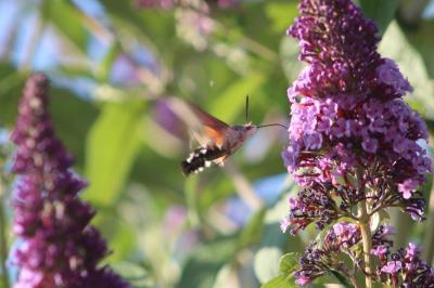 <i>Macroglossum stellatarum</i>
