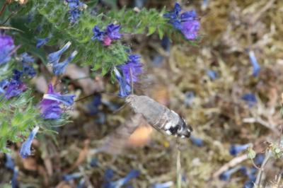 <i>Macroglossum stellatarum</i>