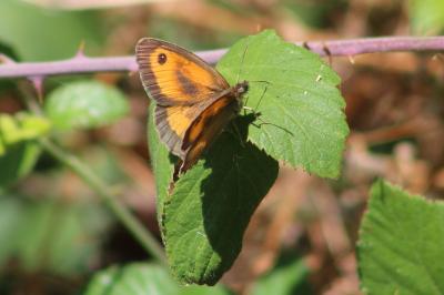 <i>Pyronia tithonus</i>