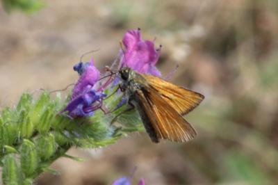 <i>Thymelicus sylvestris</i>
