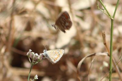 <i>Aricia agestis</i>