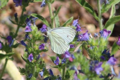 <i>Pieris napi</i>
