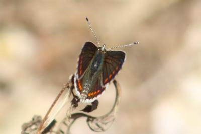<i>Aricia agestis</i>