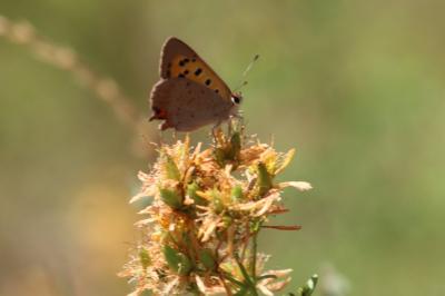 <i>Lycaena phlaeas</i>