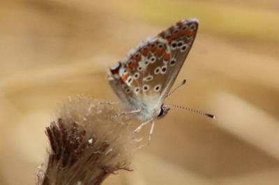 <i>Aricia agestis</i>