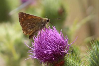<i>Ochlodes sylvanus</i>