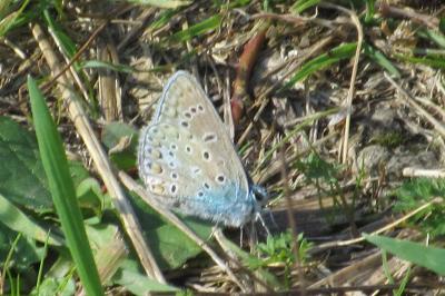 <i>Polyommatus icarus</i>