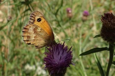 <i>Pyronia tithonus</i>