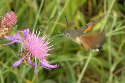 <i>Macroglossum stellatarum</i>