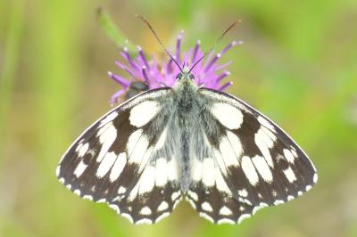 <i>Melanargia galathea</i>