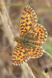 <i>Boloria dia</i>