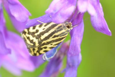 <i>Emmelia trabealis</i>