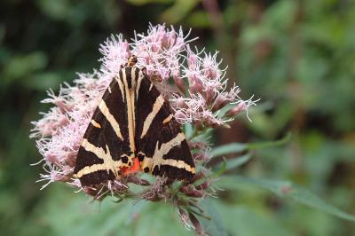 <i>Euplagia quadripunctaria</i>