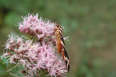 <i>Euplagia quadripunctaria</i>