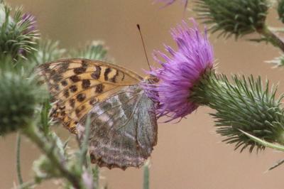 <i>Argynnis paphia</i>