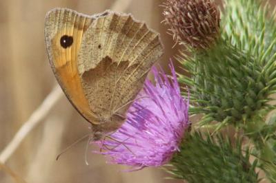 <i>Maniola jurtina</i>