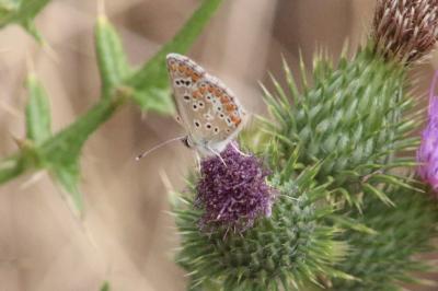 <i>Aricia agestis</i>