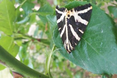 <i>Euplagia quadripunctaria</i>