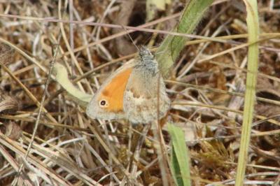 <i>Coenonympha pamphilus</i>
