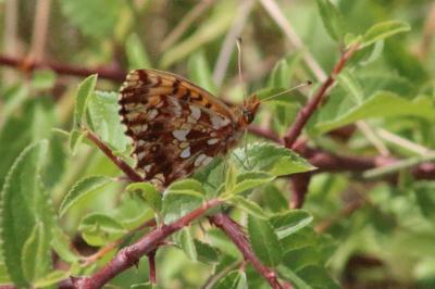 <i>Boloria dia</i>