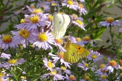 <i>Colias crocea</i>