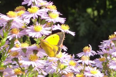 <i>Colias crocea</i>