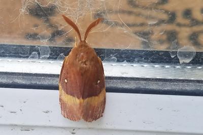 <i>Lasiocampa quercus</i>