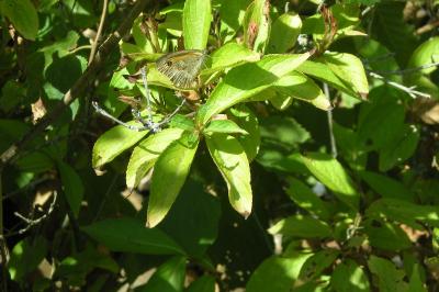 <i>Pyronia tithonus</i>