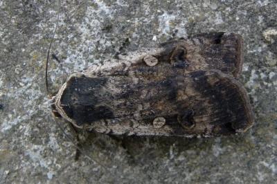 <i>Noctua pronuba</i>