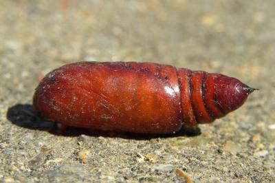 <i>Noctua pronuba</i>