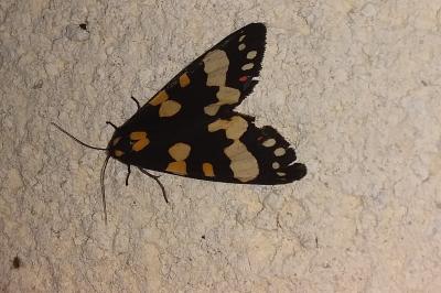 <i>Callimorpha dominula</i>