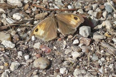 <i>Maniola jurtina</i>