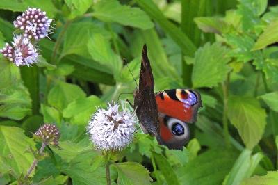 <i>Aglais io</i>