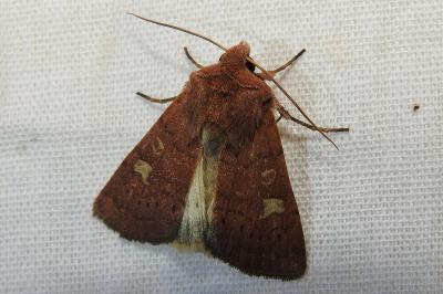 <i>Xestia xanthographa</i>