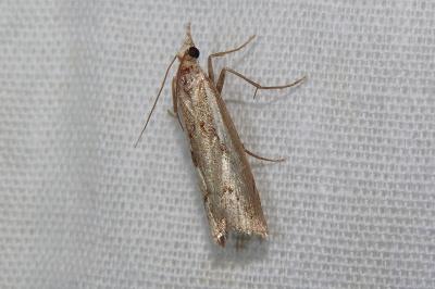 <i>Agriphila geniculea</i>