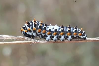 <i>Papilio machaon</i>