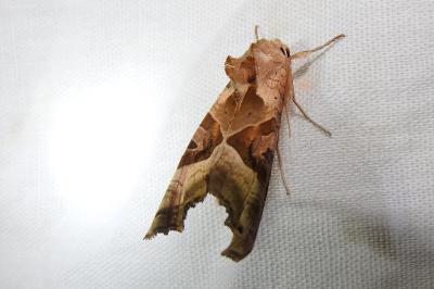 <i>Phlogophora meticulosa</i>