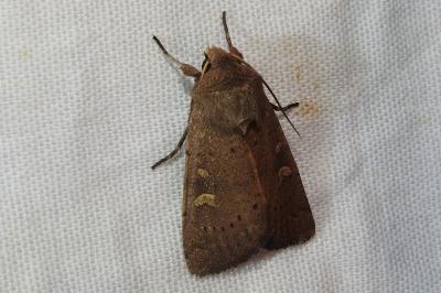 <i>Xestia xanthographa</i>