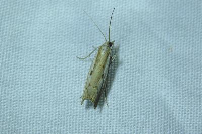 <i>Agriphila geniculea</i>