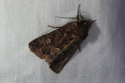 <i>Thalpophila matura</i>