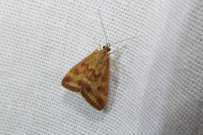 <i>Pyrausta despicata</i>